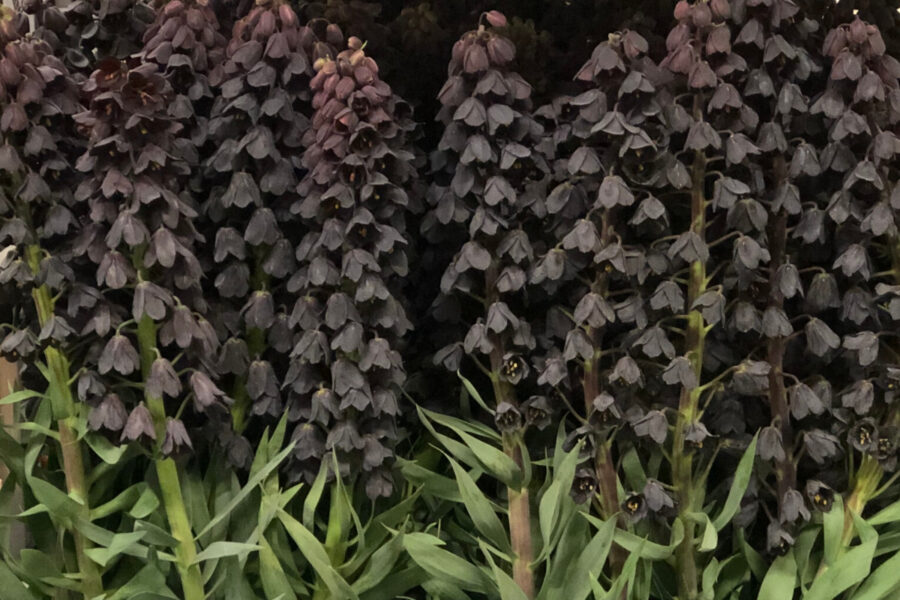 15 Types Of Black Flowers – A List of Beautifully Dark Black Blooms