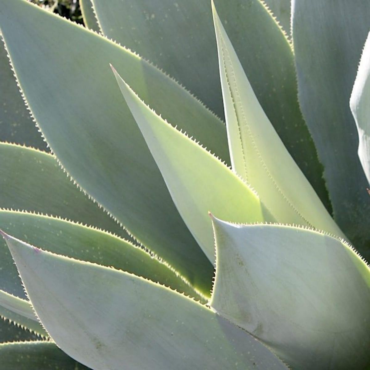 Mangave, the Next Must-Have Plant - On Thursd - Agave Celsii (1)