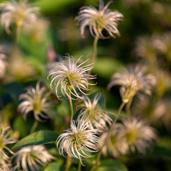 Clematis Amazing® Kibo