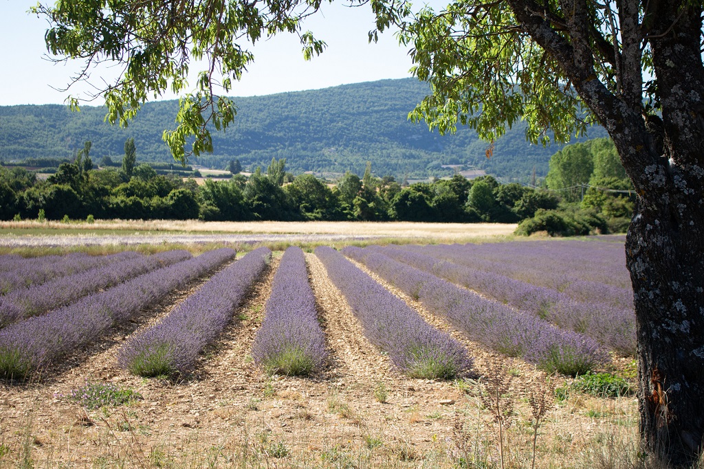Dried Lavender - Dutch Masters In Dried Flowers - lavender fields provence on thursd