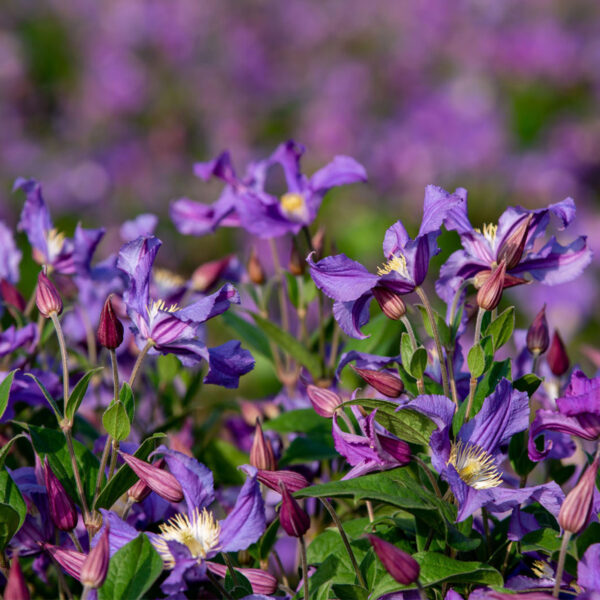 Clematis Amazing Rome