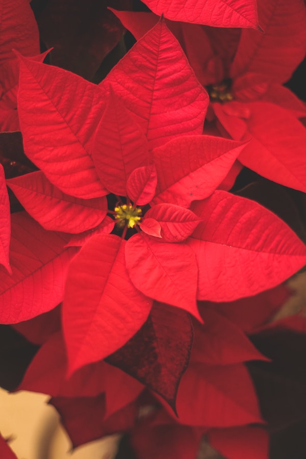 How the Poinsettia Became an Indispensable Part of Christmas005