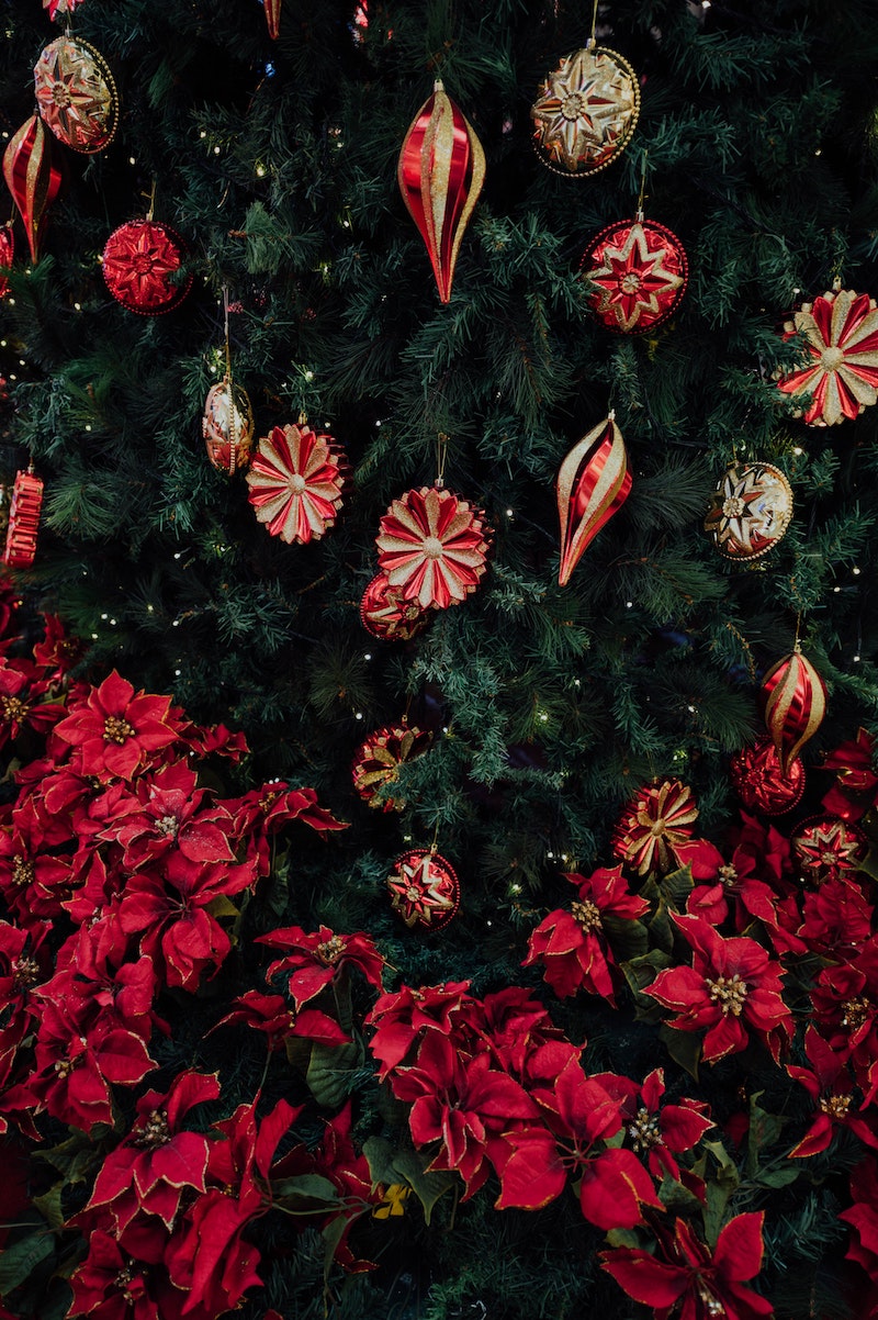 How the Poinsettia Became an Indispensable Part of Christmas009