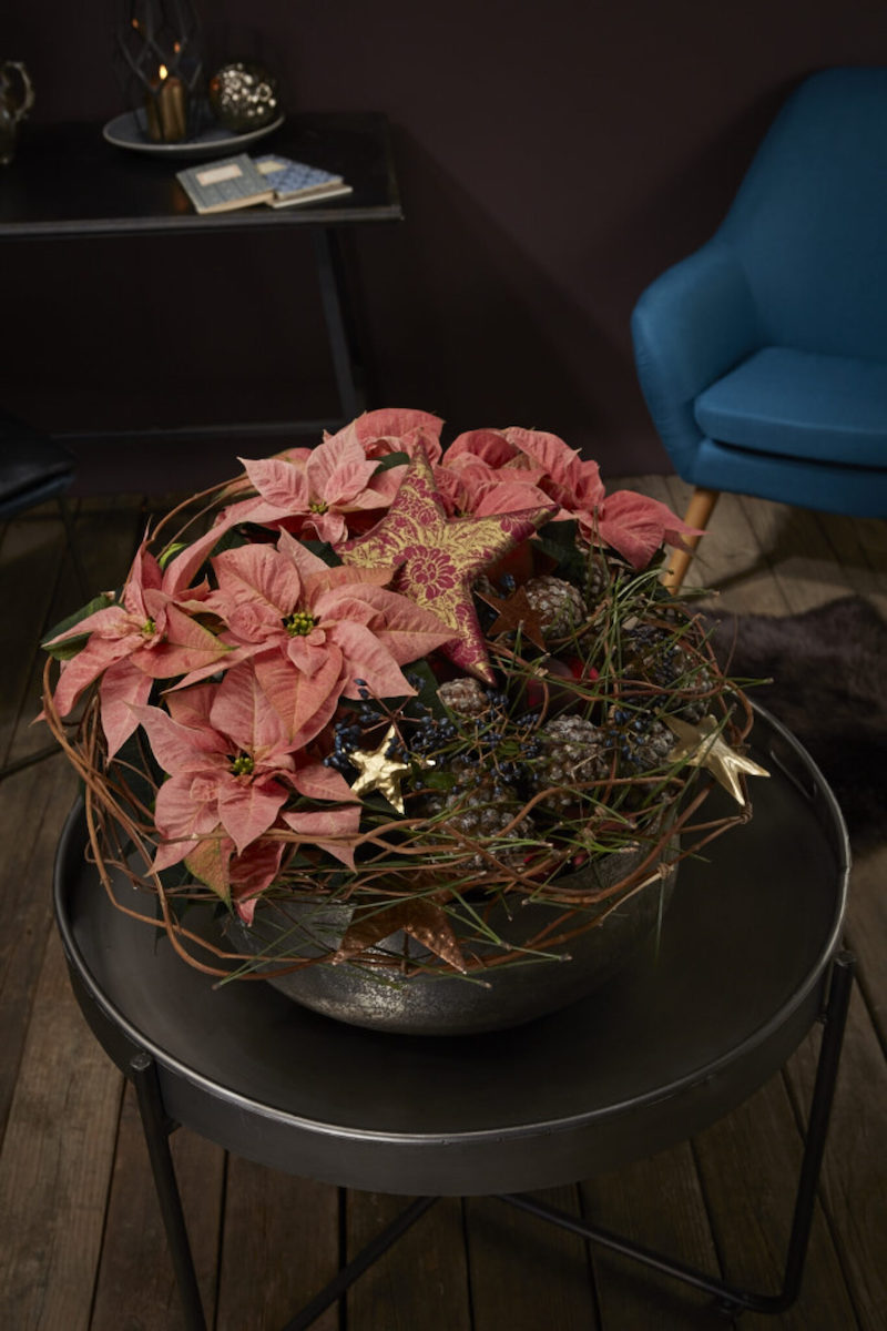 How the Poinsettia Became an Indispensable Part of Christmas011