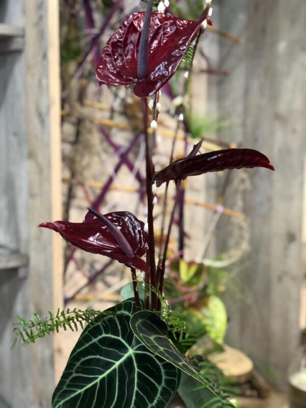 Wijnen Anthurium Nero