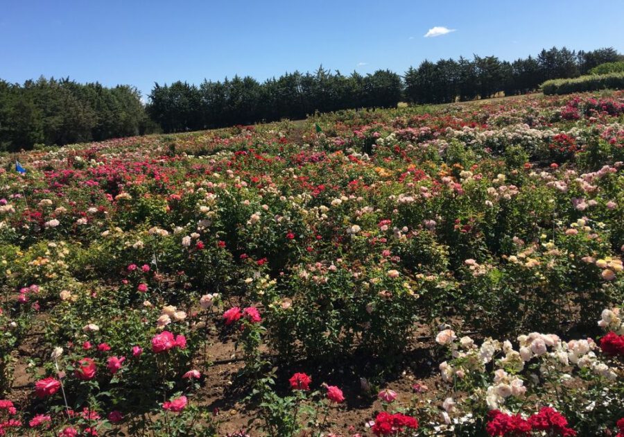 real black rose bush