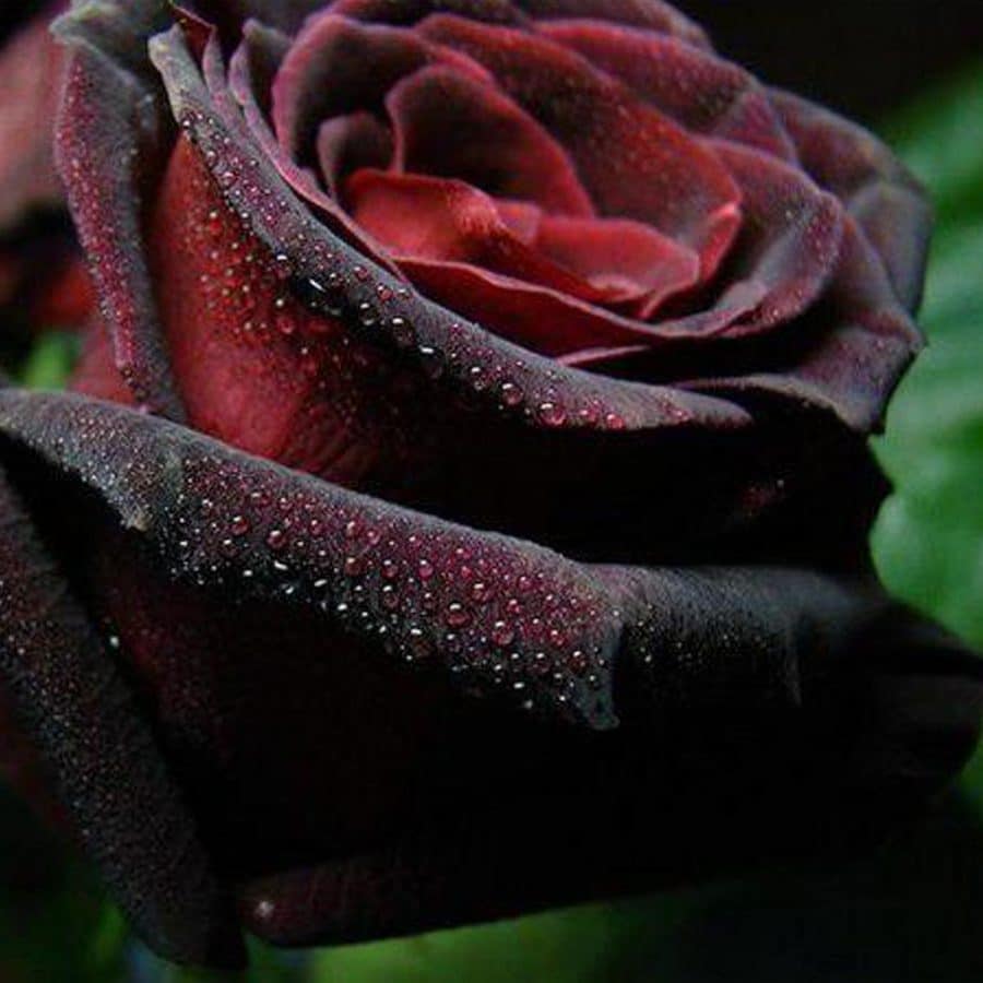 black baccara roses