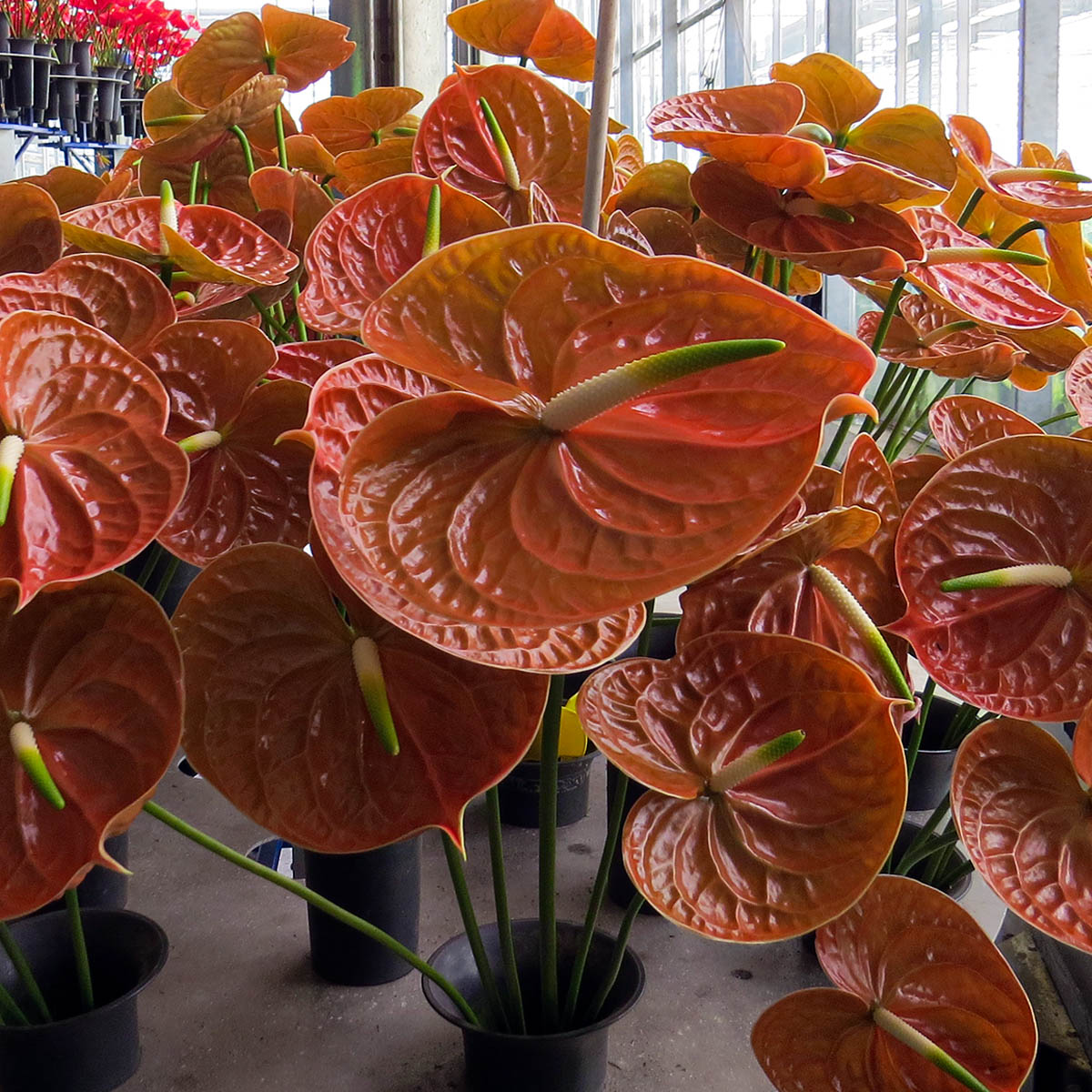 Fiore Calls on Modern Designers to Discover Anthurium 06
