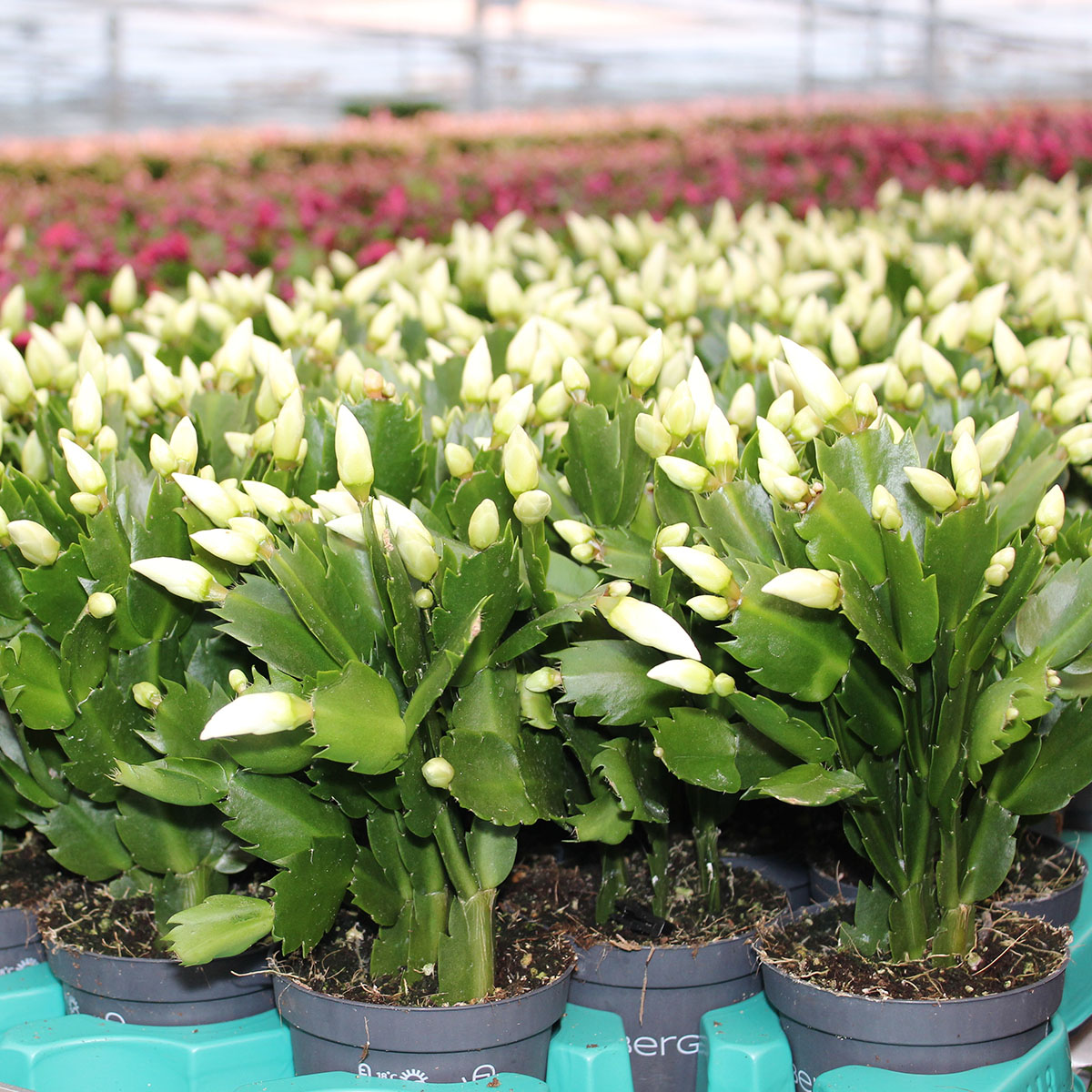 Quality of Decorum is the Leidmotif at Hofland Flowering Plants 03