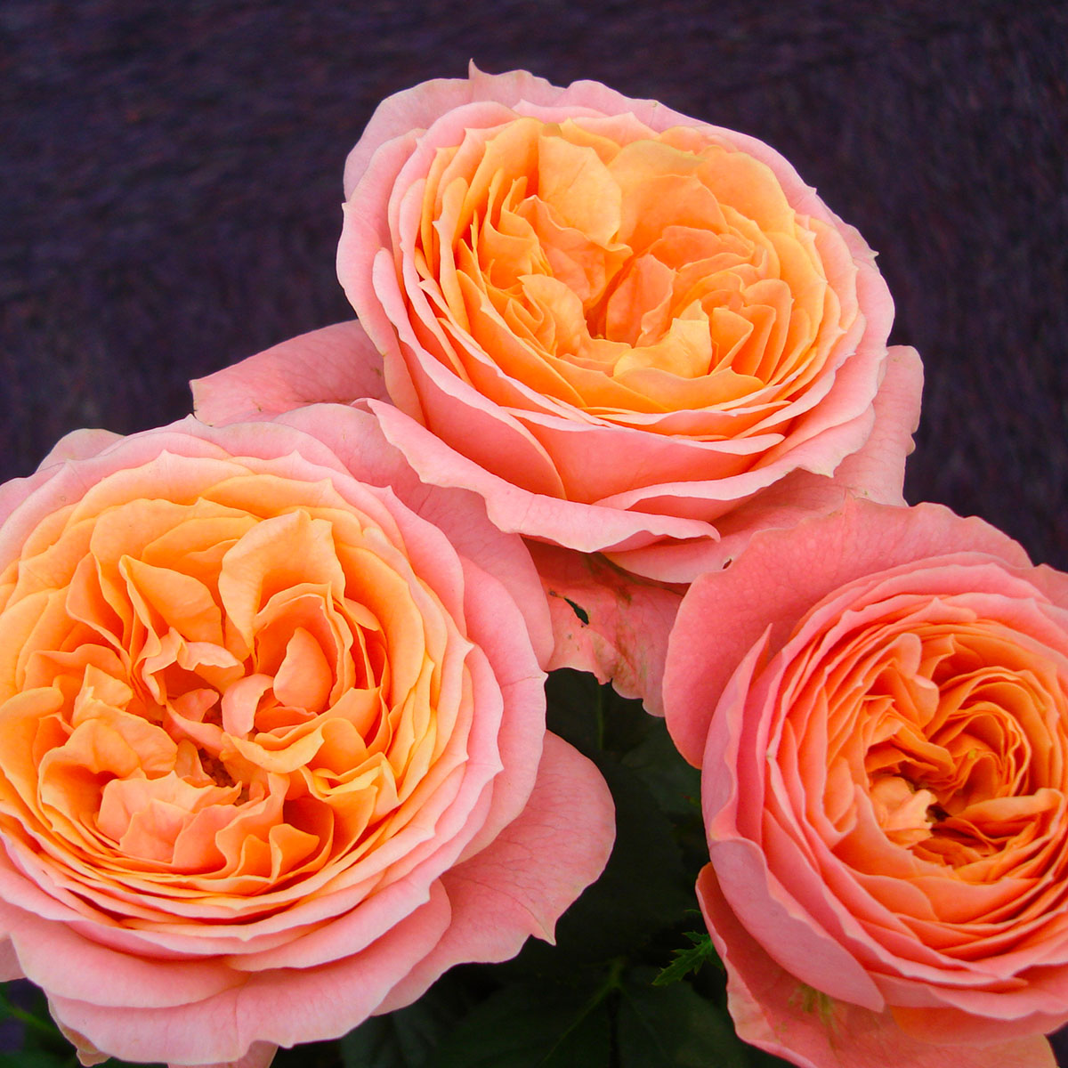 TOTF2020 Viking Roses 45 Rosa Loves Me Just A Little Bit More