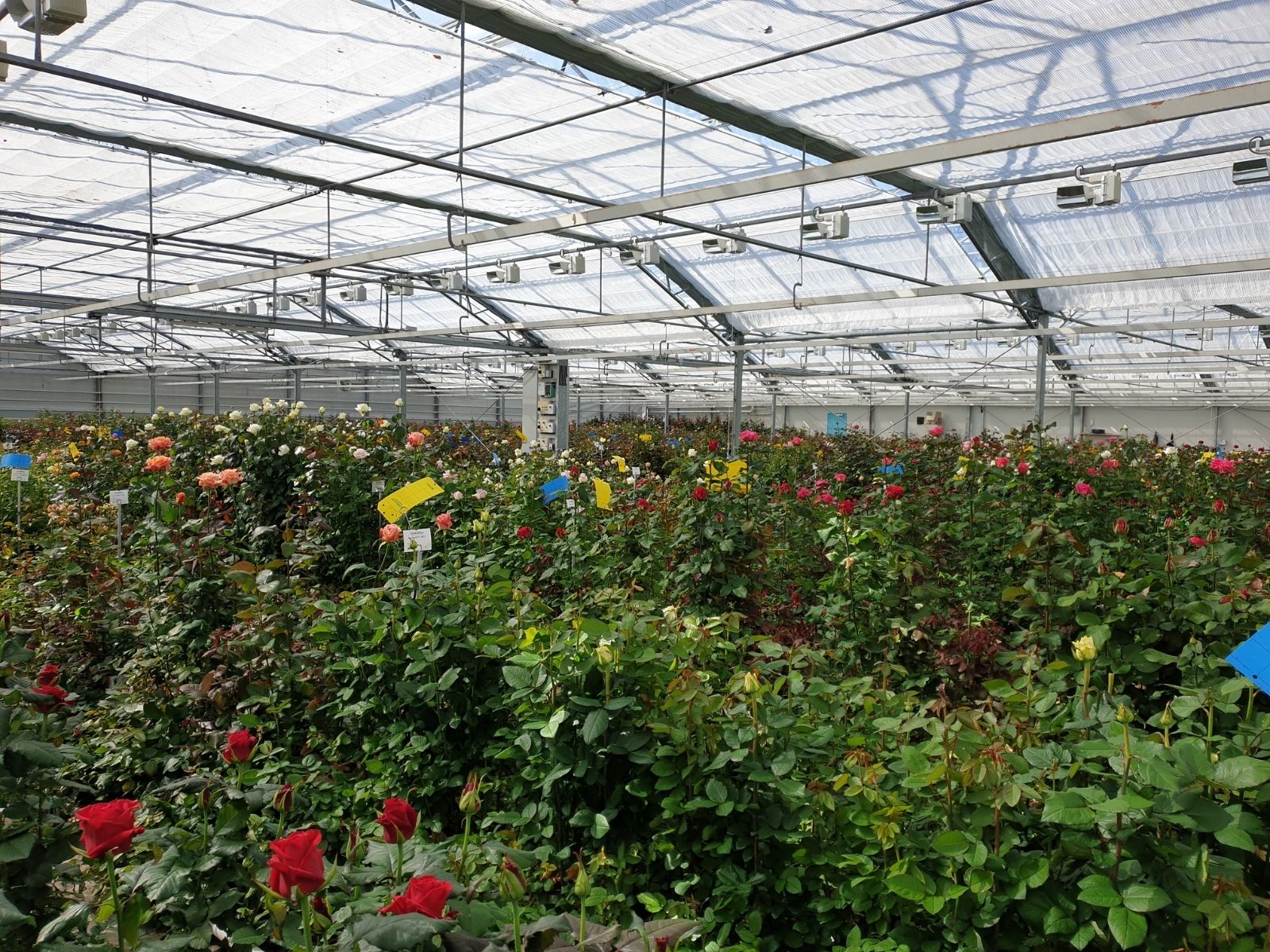 De Ruiter Innovation on Thursd. - Breeding greenhouse 01