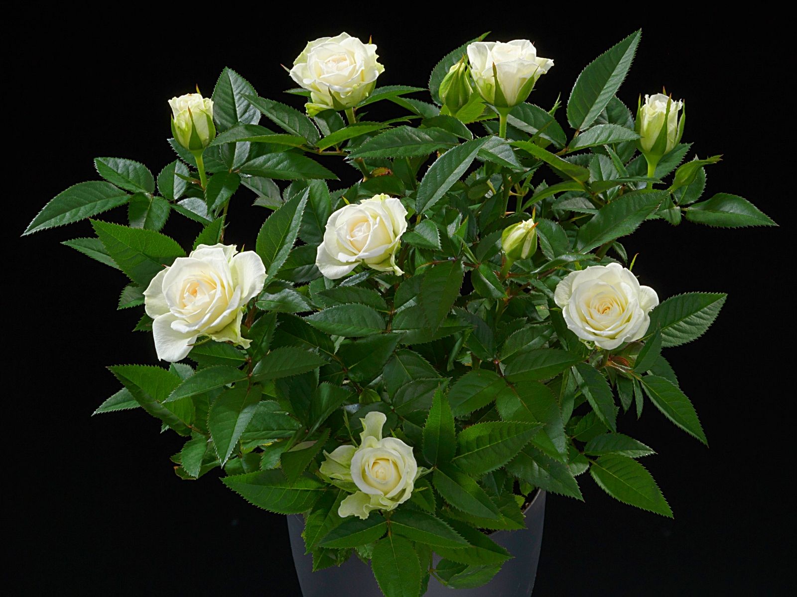 De Ruiter - Creating Flower Business - on Thursd - White Jewel