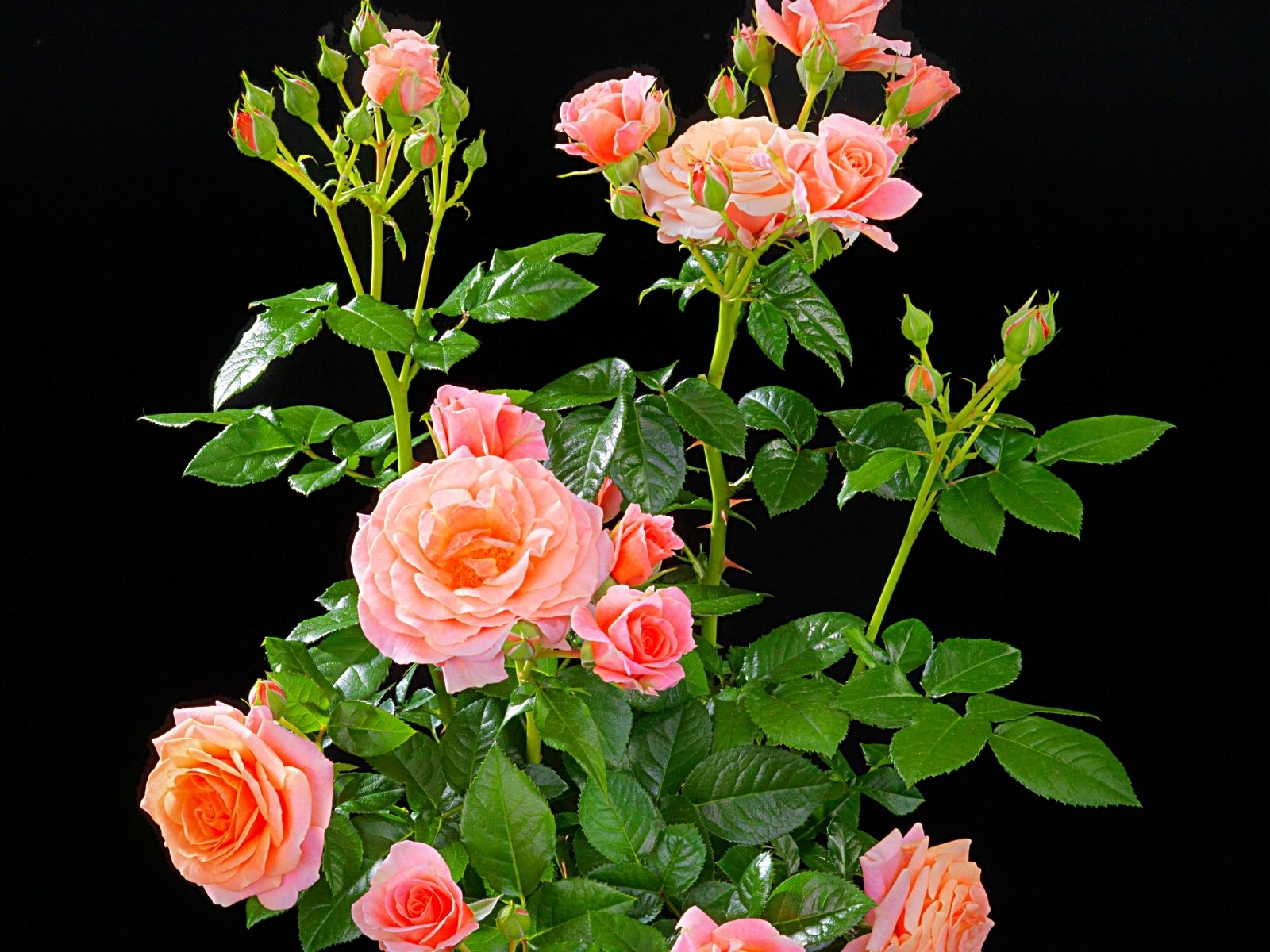 De Ruiter - Creating Flower Business - on Thursd - Terrazza Fragrance