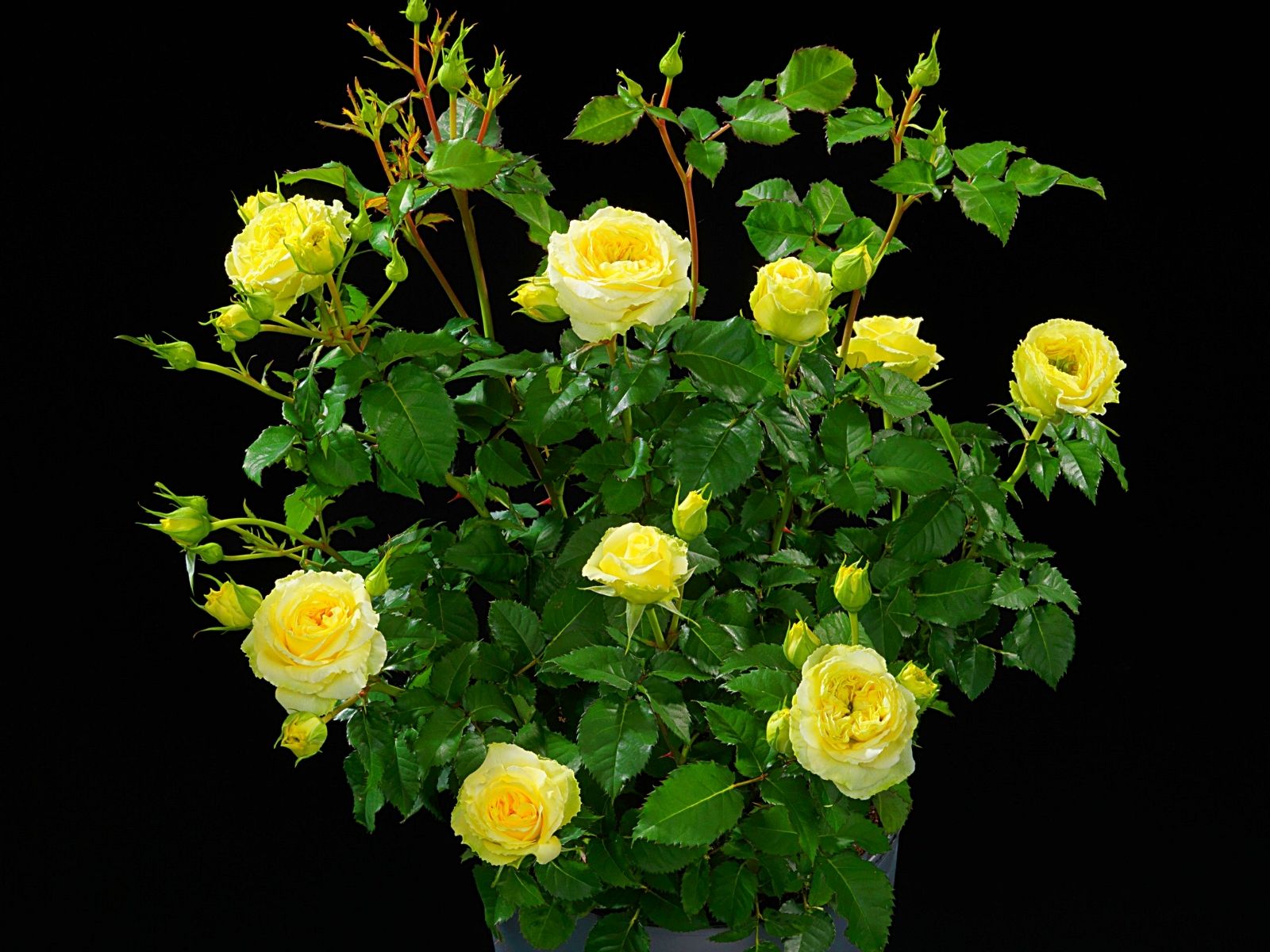 De Ruiter - Creating Flower Business - on Thursd - Terrazza Lemon