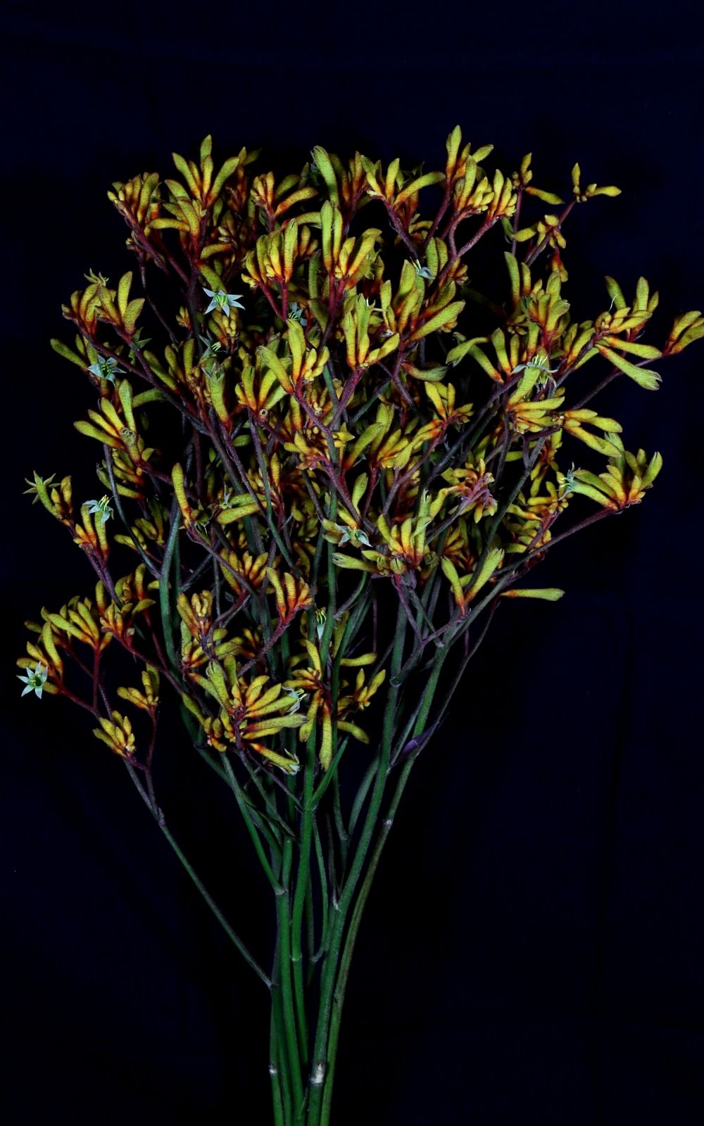 De Ruiter - Creating Flower Business - on Thursd - Anigozanthus Gold Fever