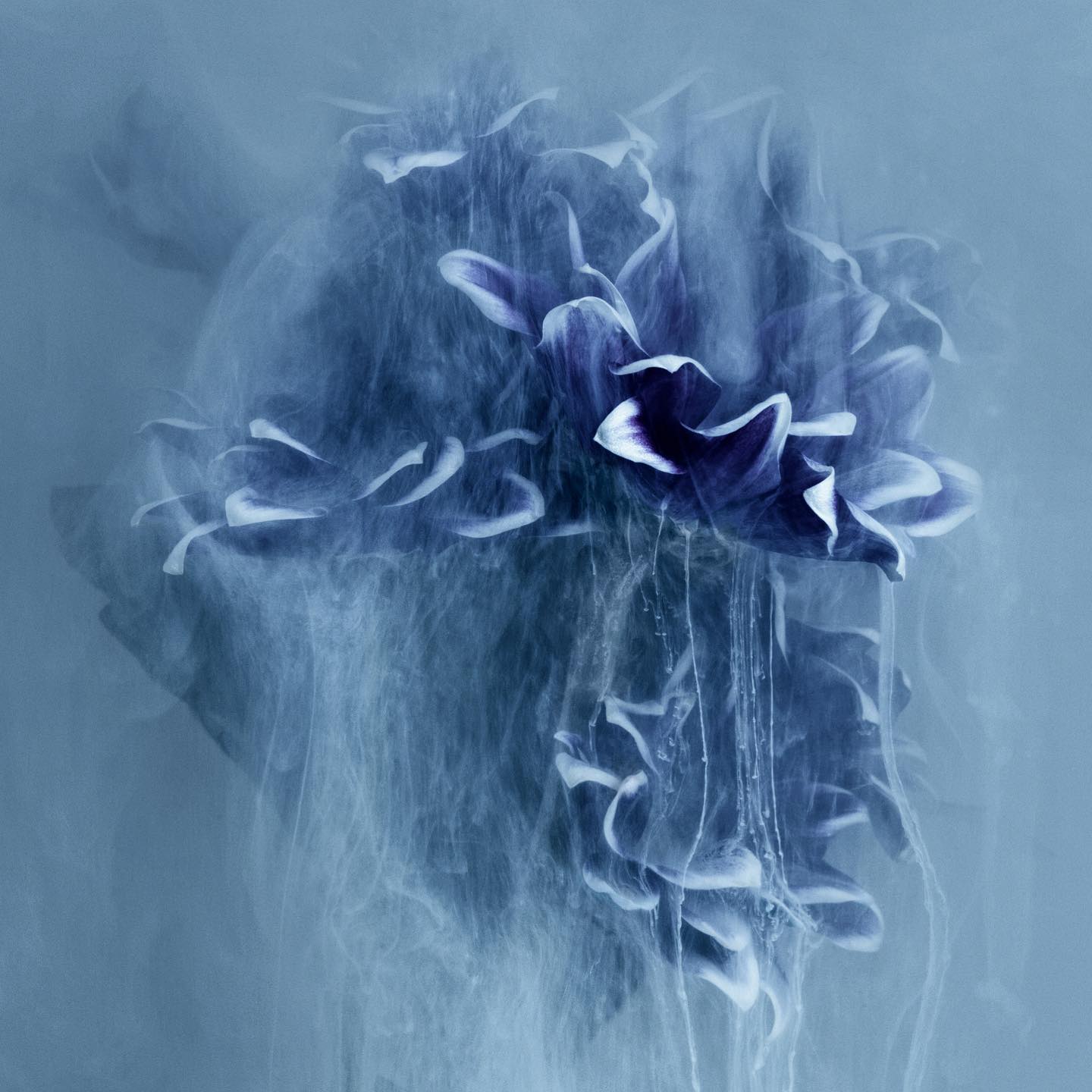 Robert Peek Photography - blue flower - on thursd