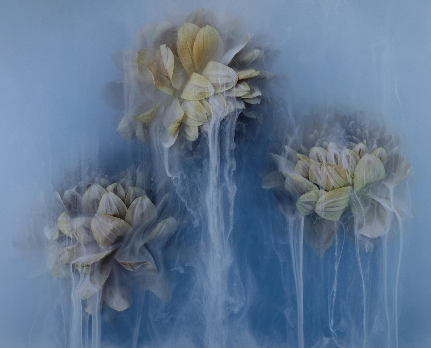 Robert Peek Photography - chrysanths - on thursd