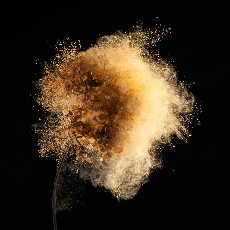 Robert Peek Photography - yellow powder flower - on thursd