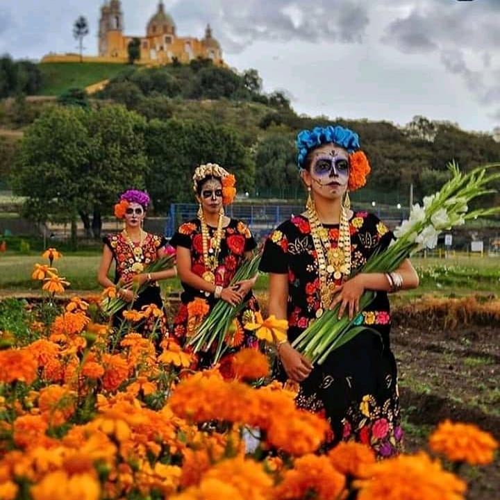 The Marigold Fields in Puebla Flowers of the Dead on Thursd