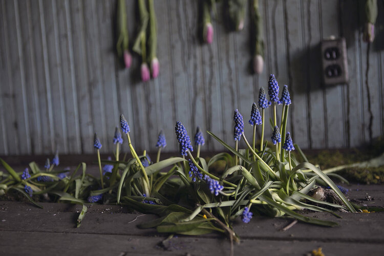 How a Flower Farm Blooms From an Abandoned House - Lisa Waud on thursd - Heather Saunders Photography - blue flowers2