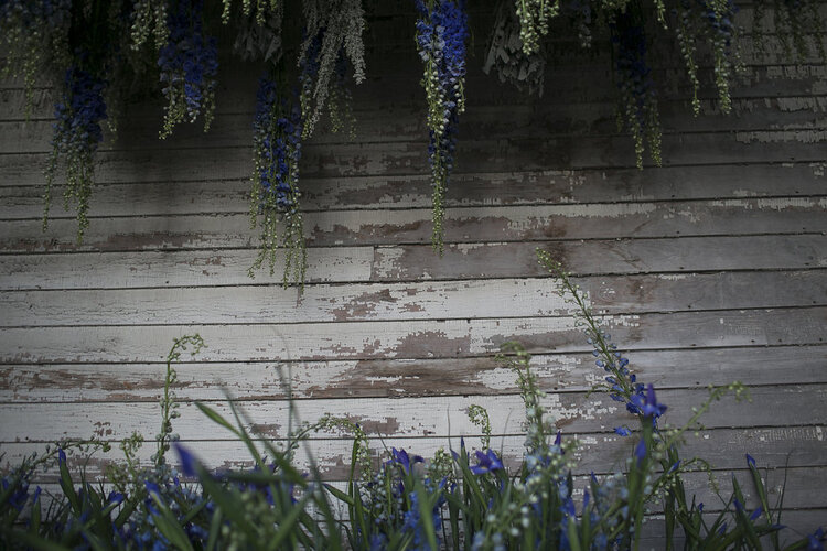 How a Flower Farm Blooms From an Abandoned House - Lisa Waud on thursd - Heather Saunders Photography - blue flowers
