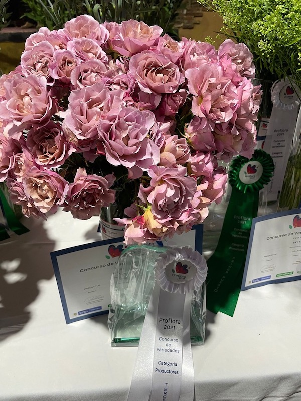 Garden Roses from Alexandra Farms Take Top Three Spots in Proflora Variety Contest004