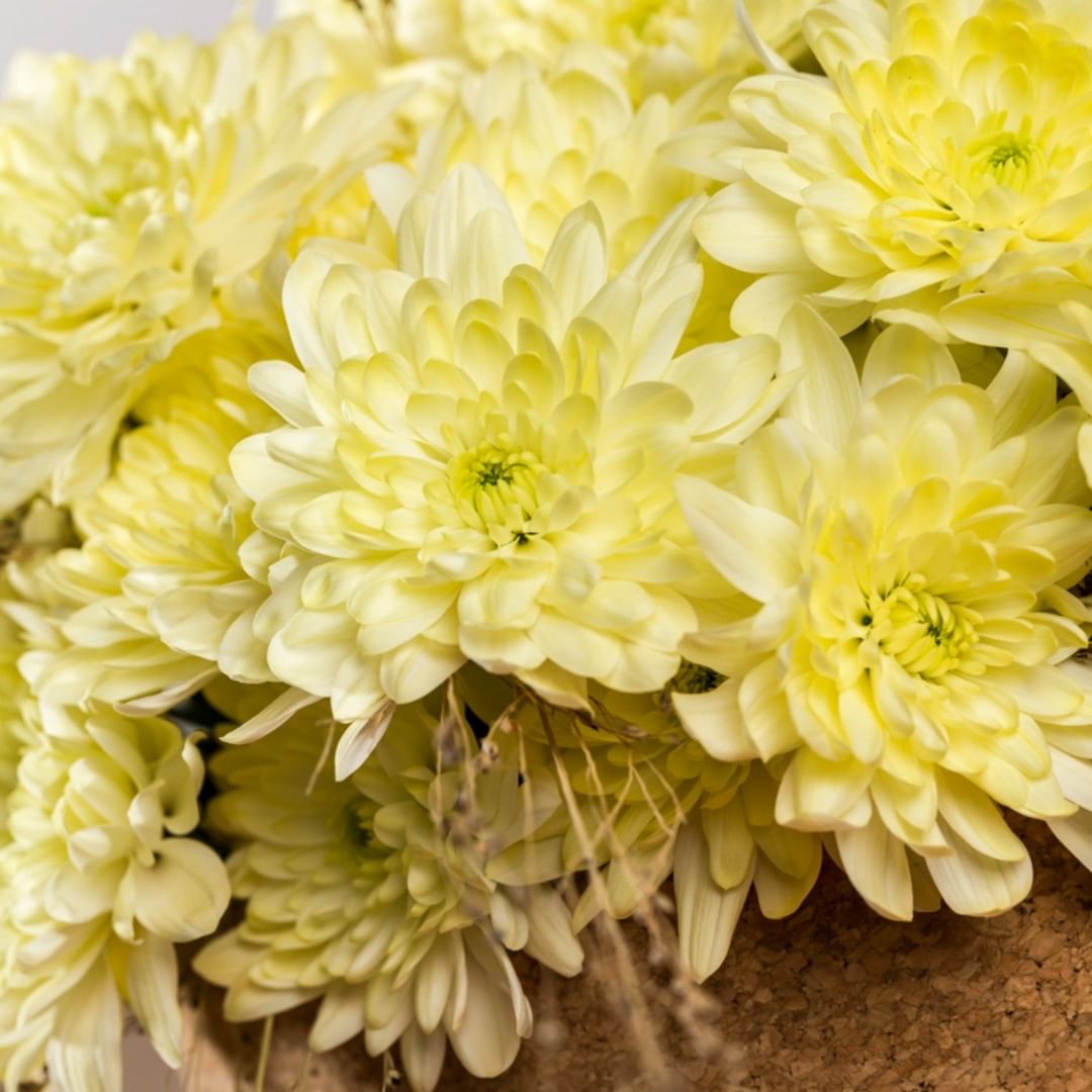 Chrysanthemum Pina Colada Cream006