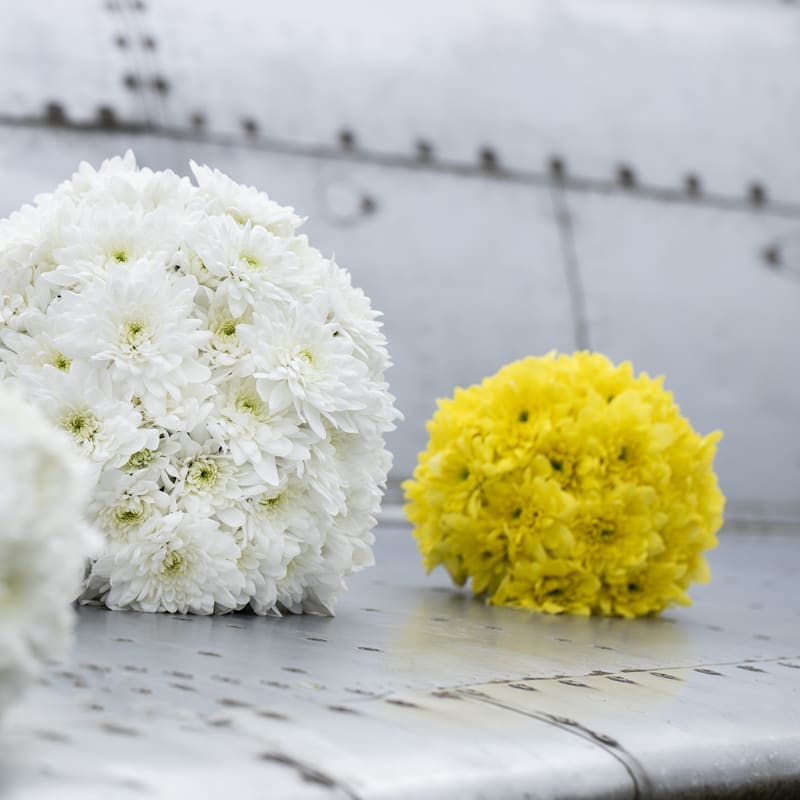 The history of the chrysant - white and yellow balls - on thursd