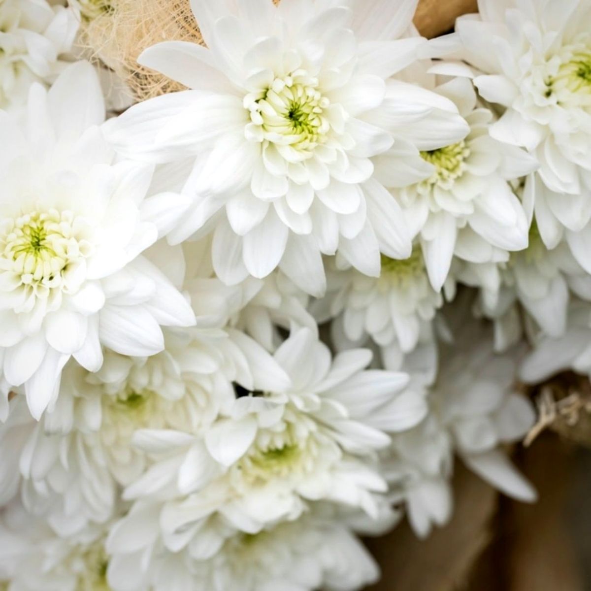 Peter Laurman Article on Thursd. - Pina Colada Chrysanthemum White detail