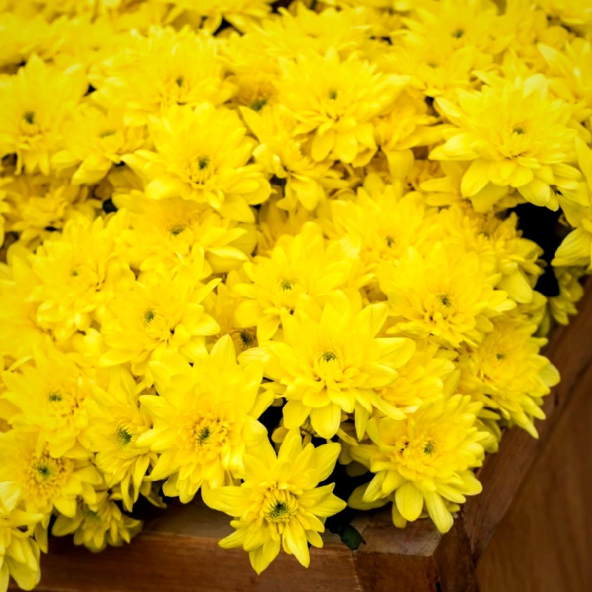 Peter Laurman Article on Thursd. - Pina Colada Chrysanthemum Yellow detail