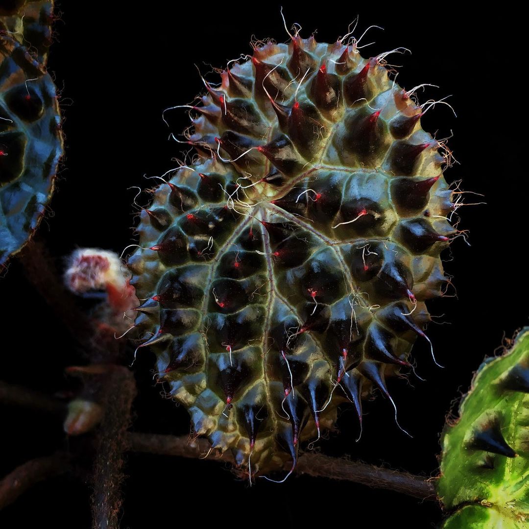 The Spikey Looks of The Begonia Ferox Can be Deceiving -frondfondness_ - on thursd