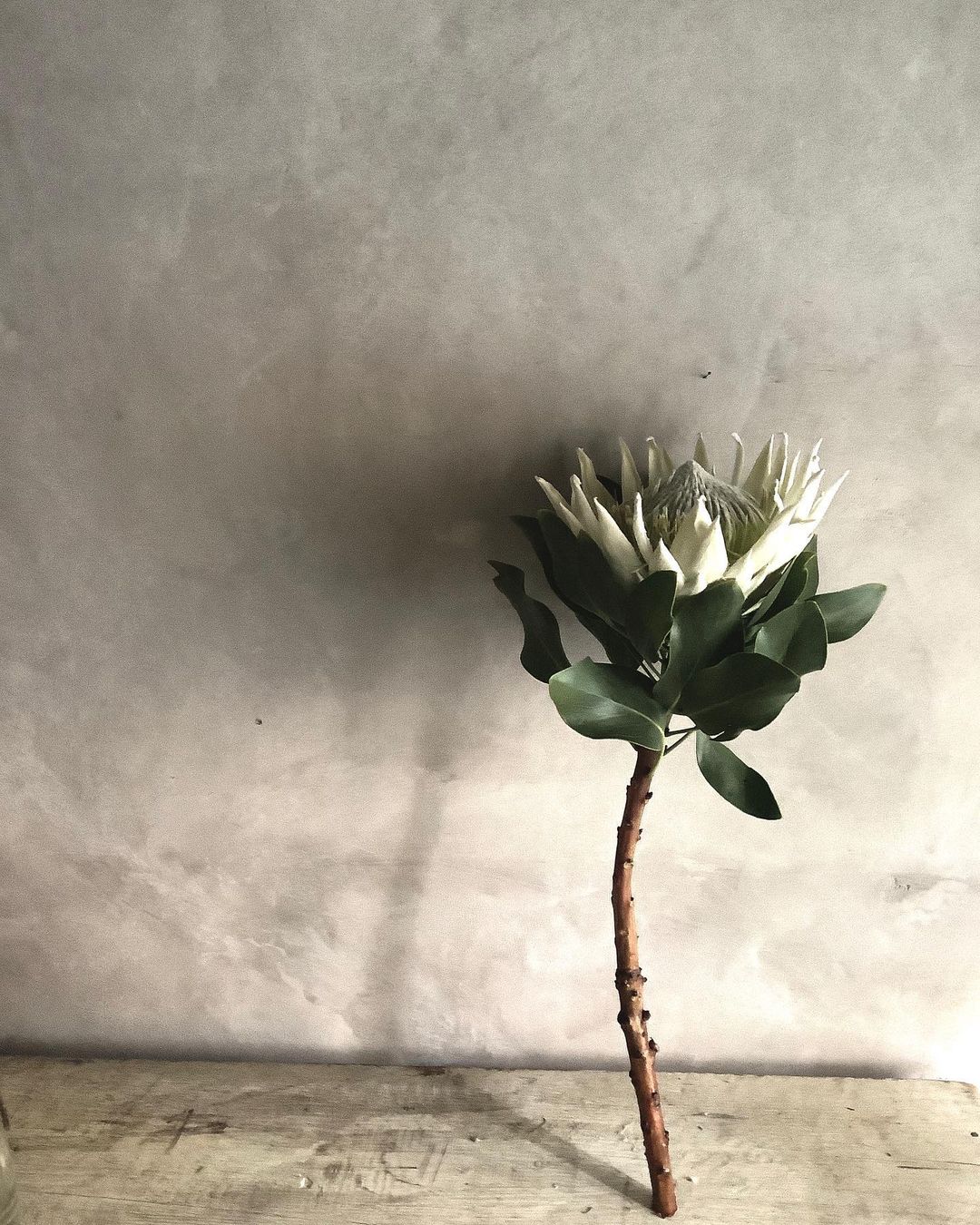 A King Flower that Screams Contrast - ohhoneyflorals - blossom_shima_ king protea white at wall - on thursd