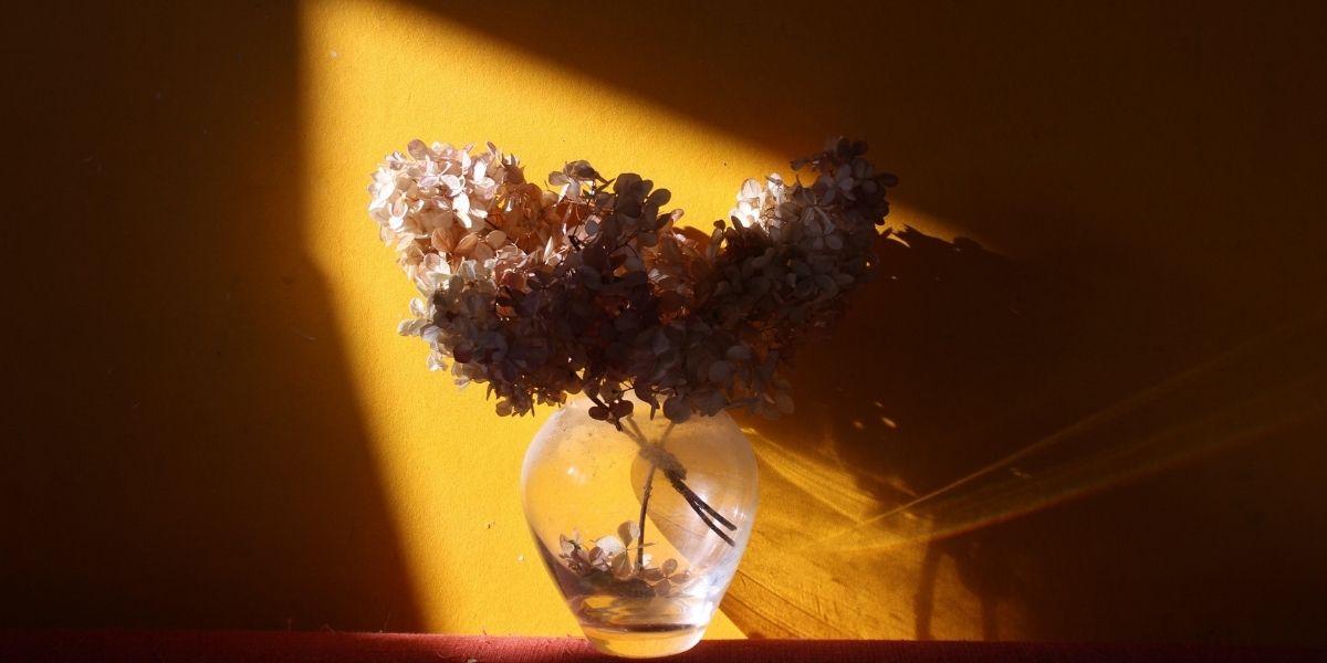maria ionova unsplash - scorched earth inspired photo - hydrangeas in shadow - on thursd