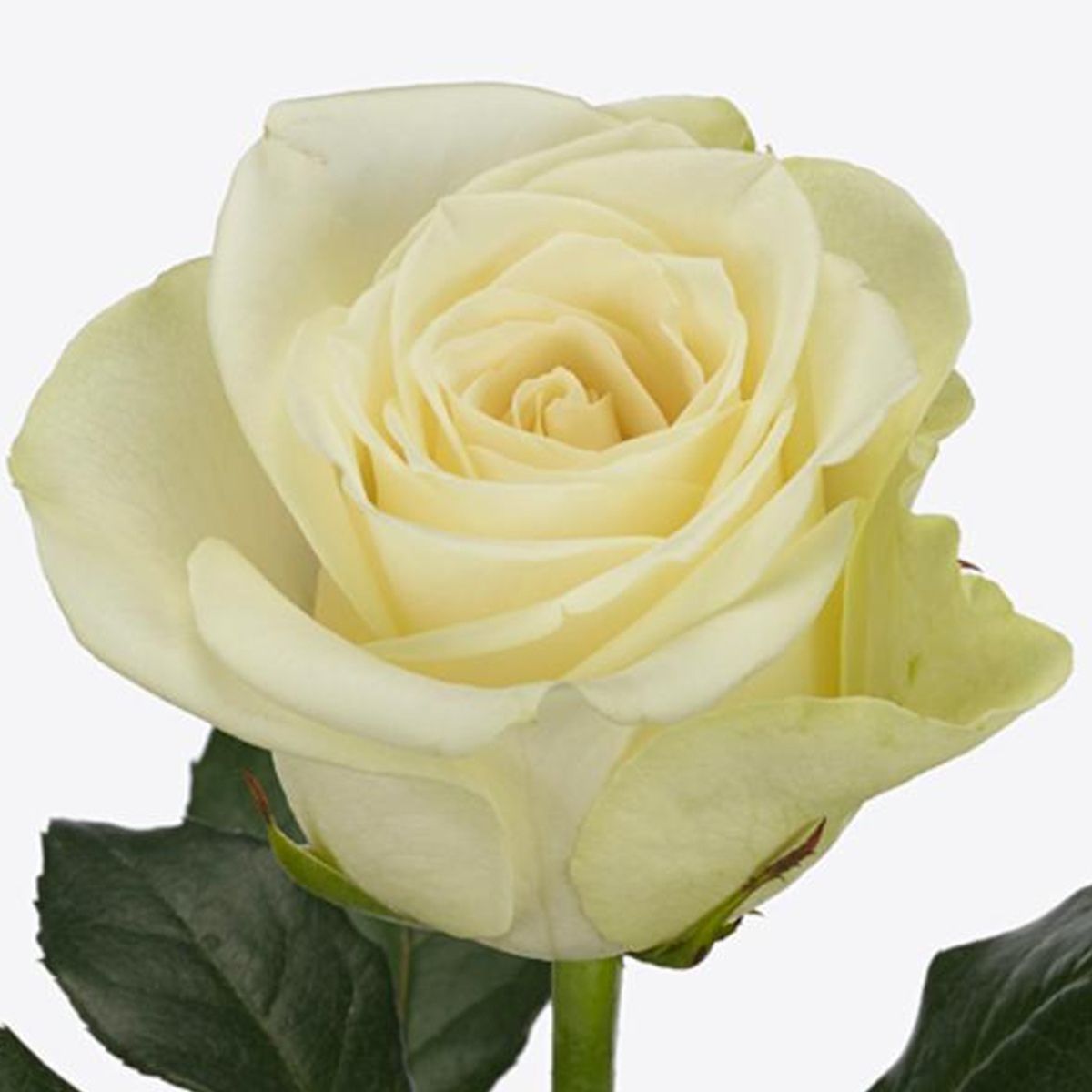 The Snowstorm+ Rose - Your Go-To Flower To Unfold or Reflex - normal raw snowstorm rose