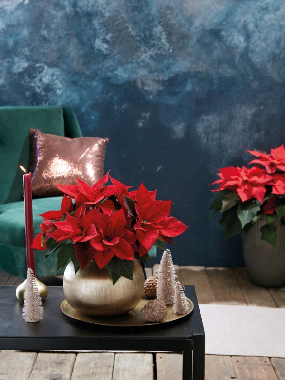 The Most Desired Plants During the Christmas Season in Poland - red poinsettias on table - poinsettias poland on thursd
