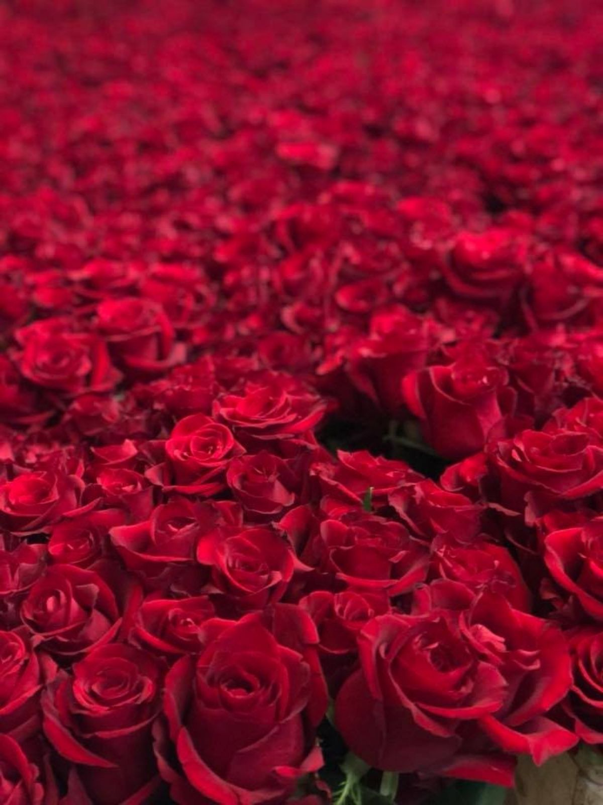 Ever Red roses are perfect for Valentine's Day
