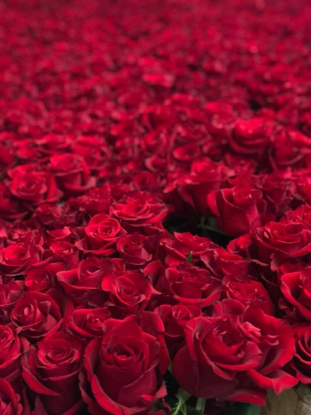 Why Do We Give Red Roses on Valentine's Day?