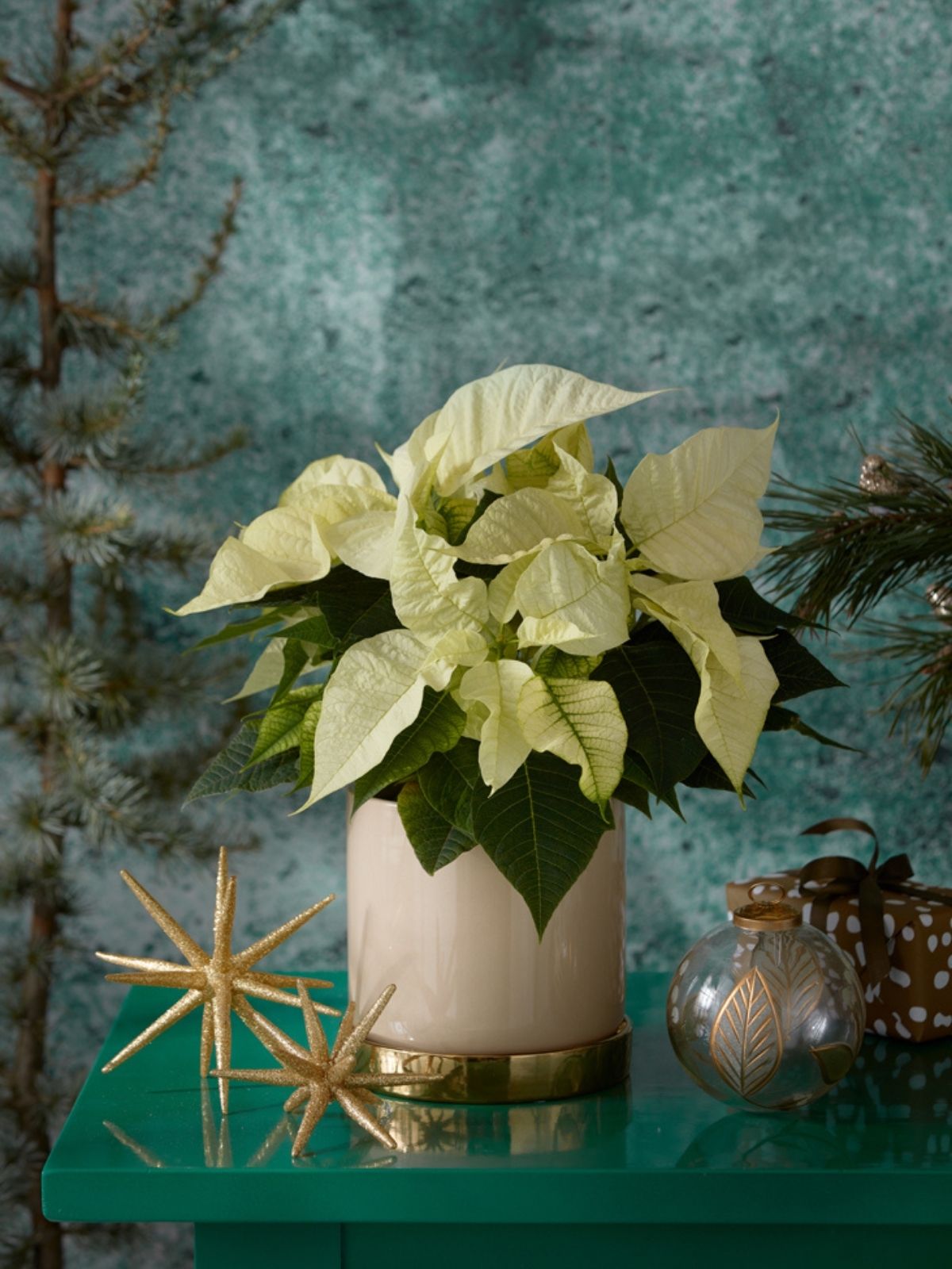 The Most Desired Plants During the Christmas Season in Poland - white poinsettia - poinsettias poland on thursd