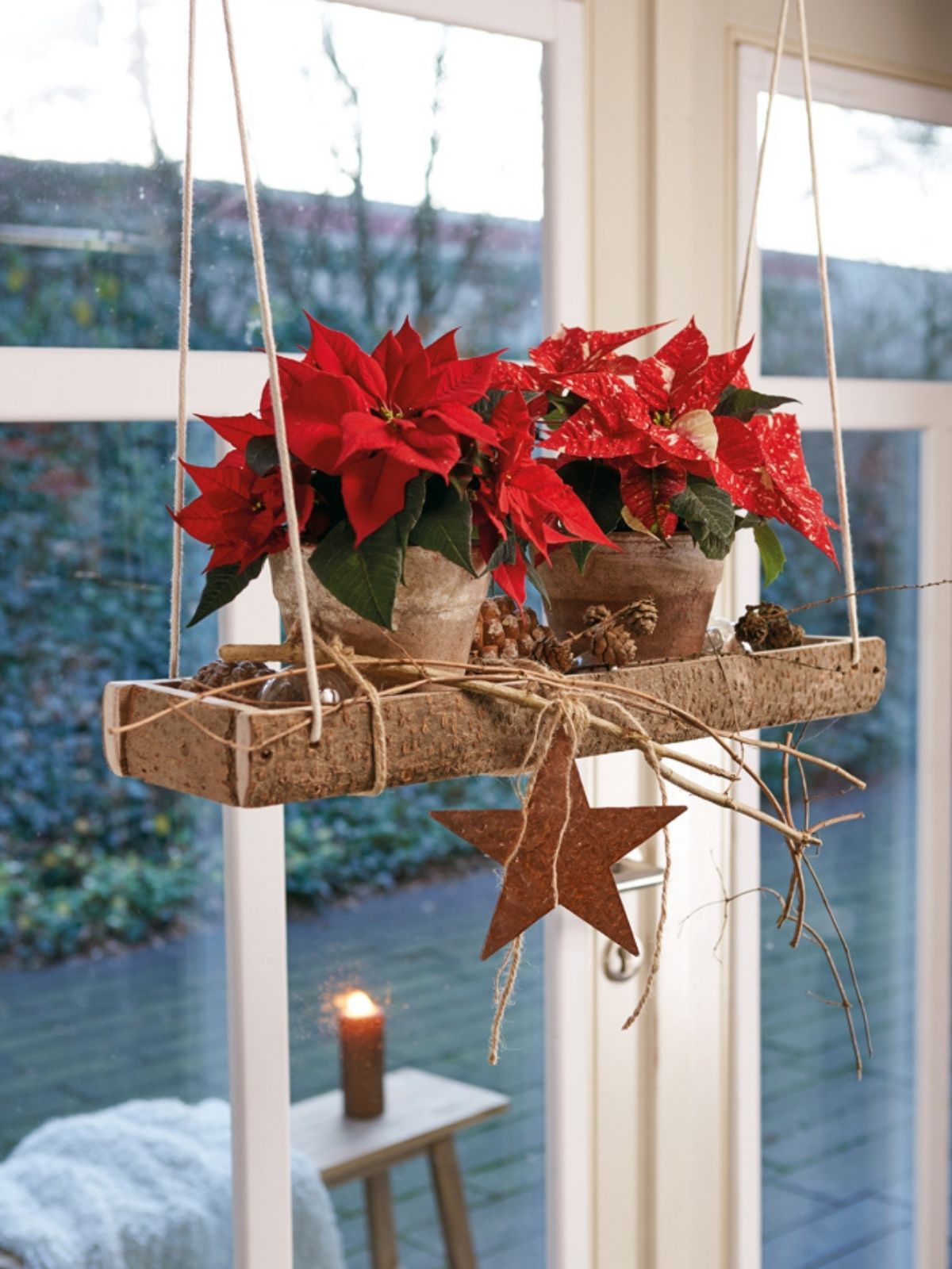 The Most Desired Plants During the Christmas Season in Poland - poinsettias poland - window hanger on thursd