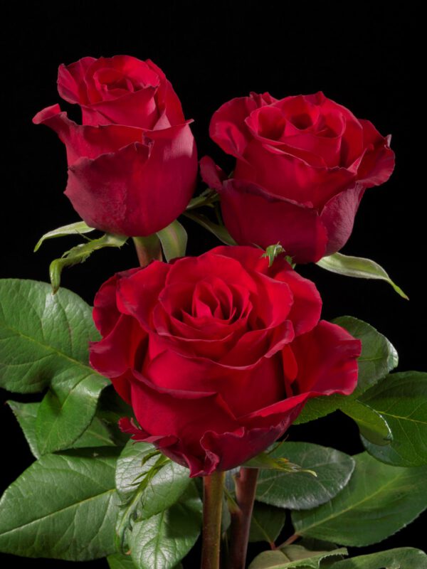 De Ruiter Ever Red® roses Kenya