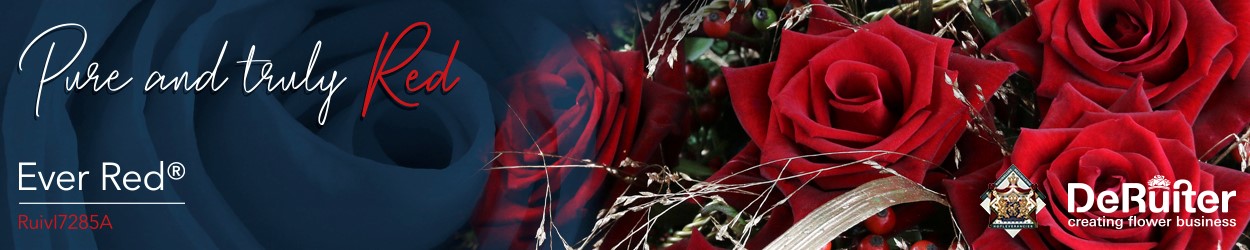 De Ruiter Banner on Thursd Rose Ever Red