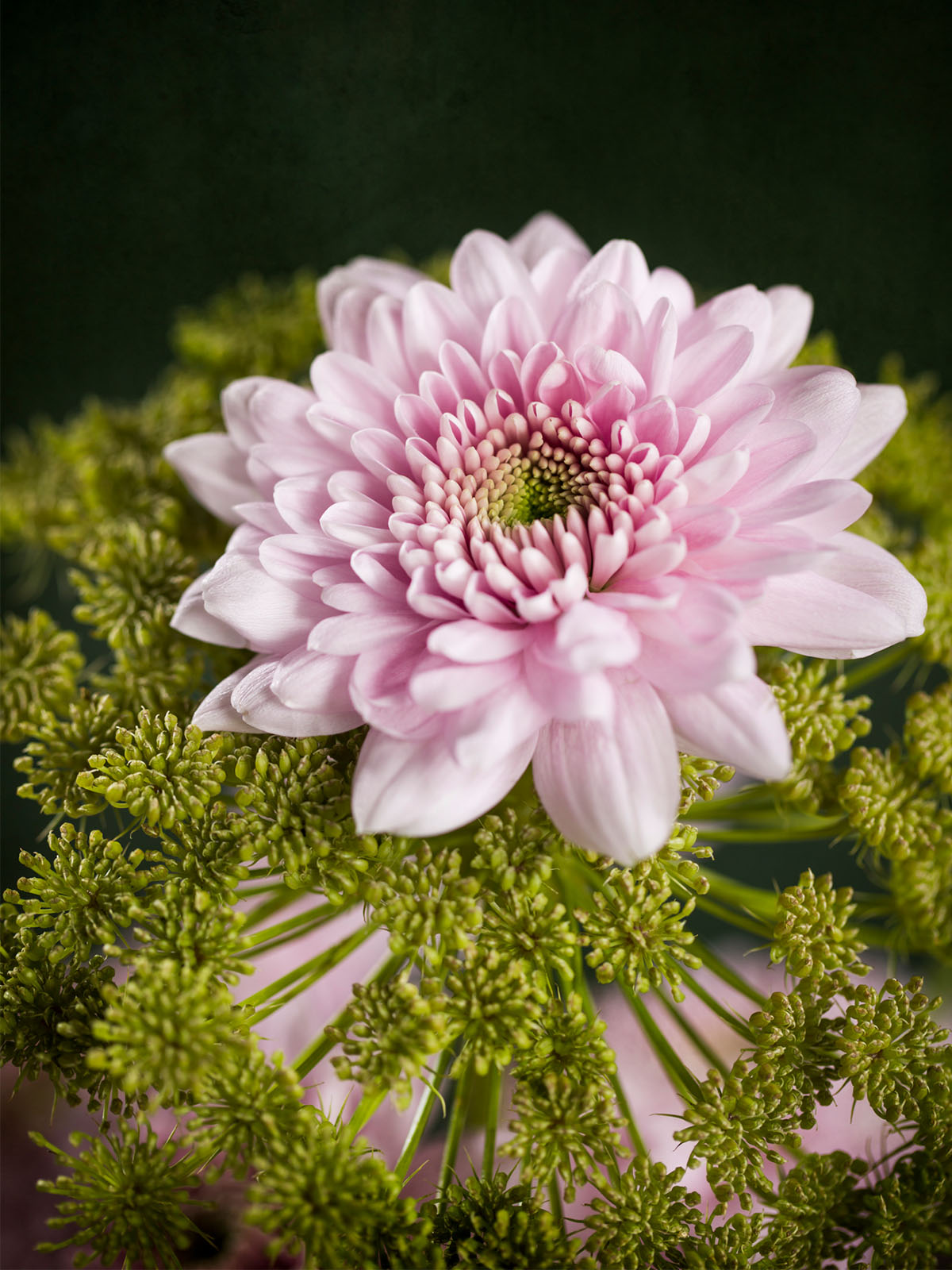 Chrysanthemum Karma Pink on Thursd