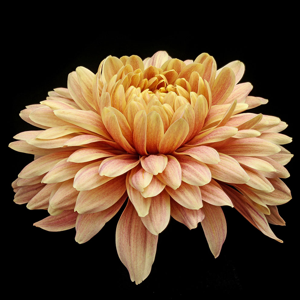 TOTF2020 Paul Heijmink Photography - Chrysanthemum oefa Salmon