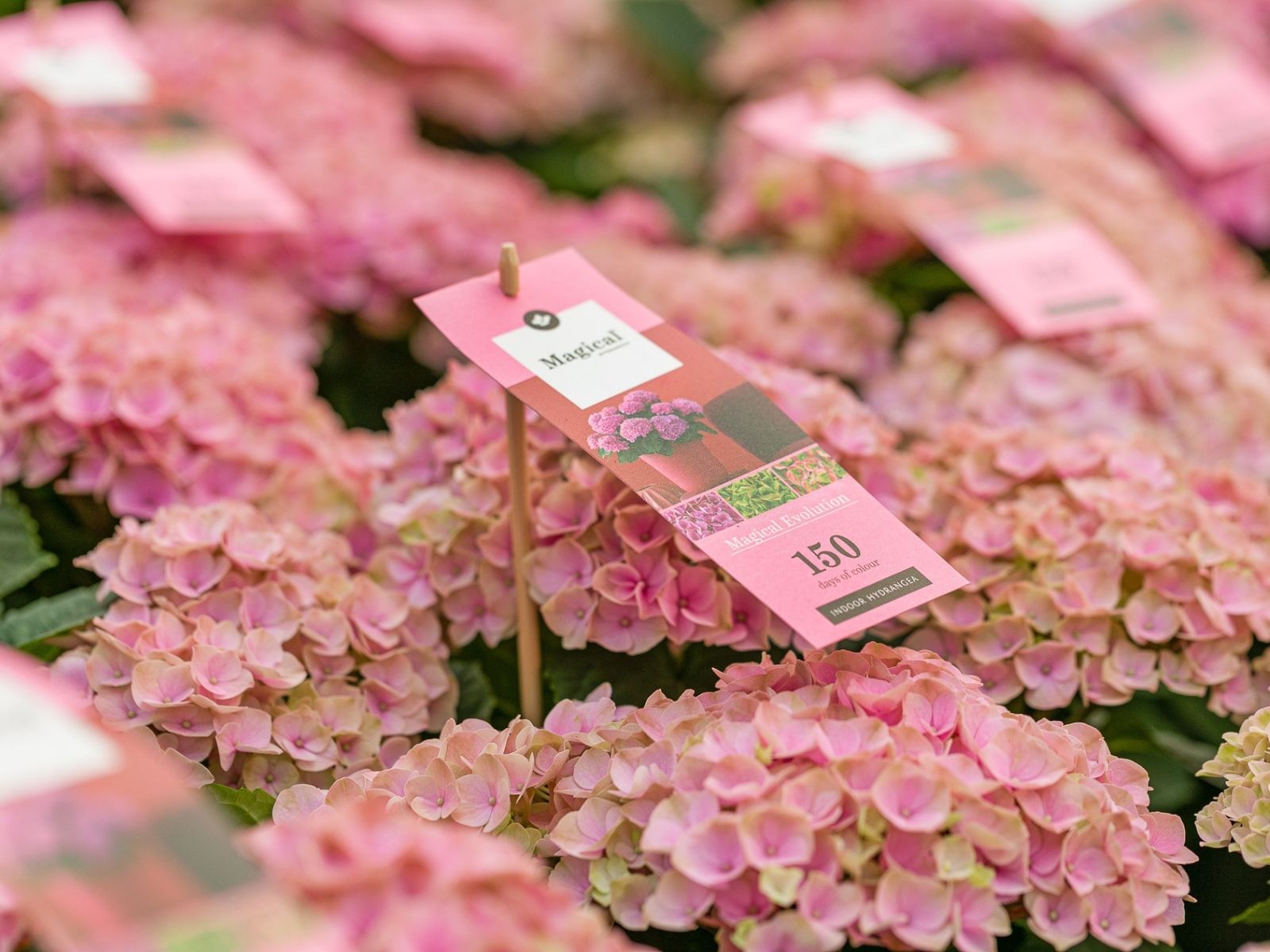 TOTF2021 - Magical Hydrangea for Colorful Moments - booth 23 on thursd - POS pink hydrangeas
