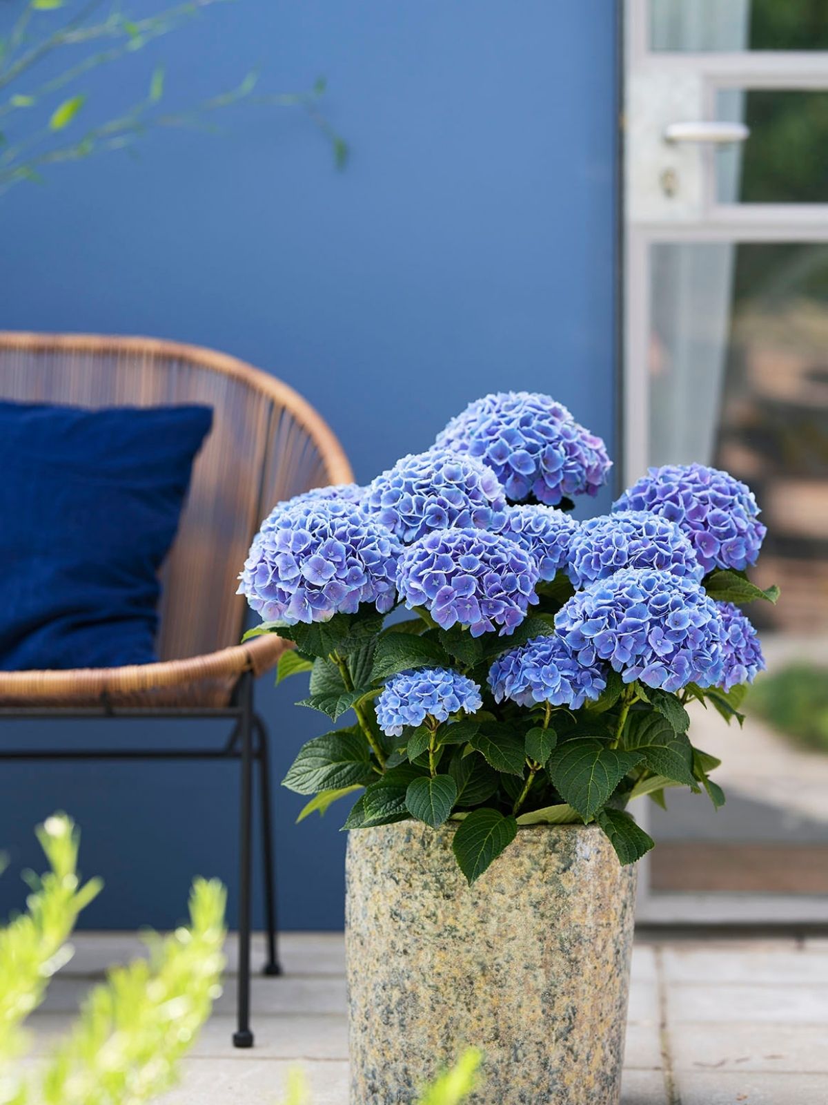 TOTF2021 - Magical Hydrangea for Colorful Moments - booth 23 on thursd - magical blue outdoor setting