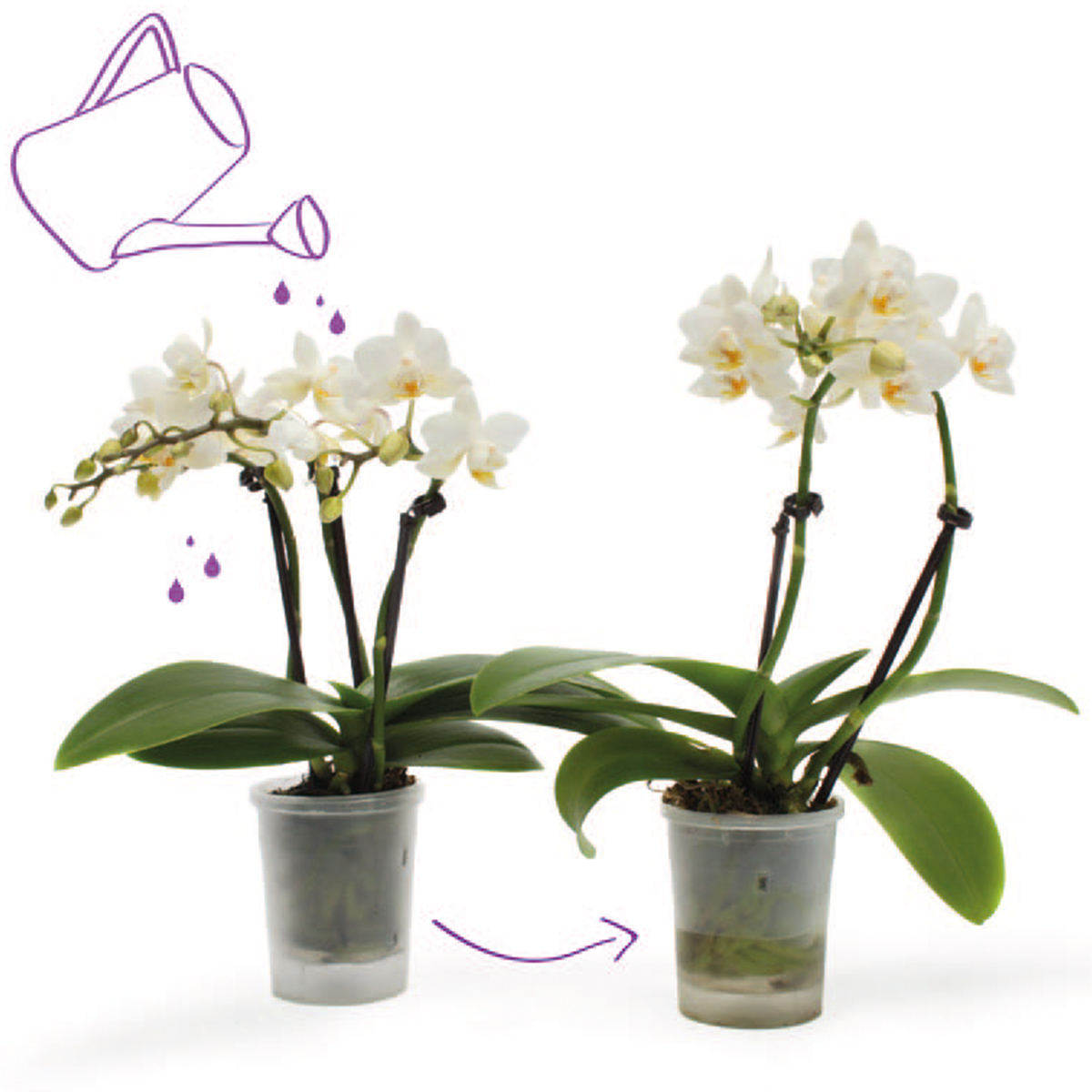 TOTF2021 19 VG Orchids 03