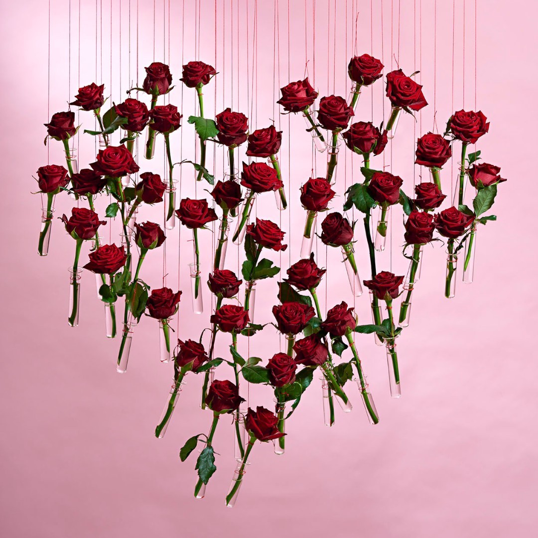 Which Red Roses Do You Choose for Valentine's Day005
