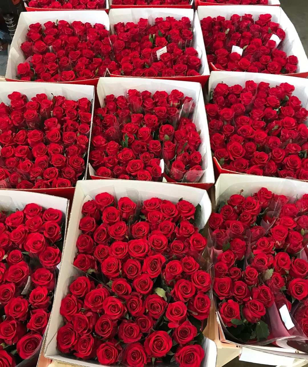 Which Red Roses Do You Choose for Valentine's Day008