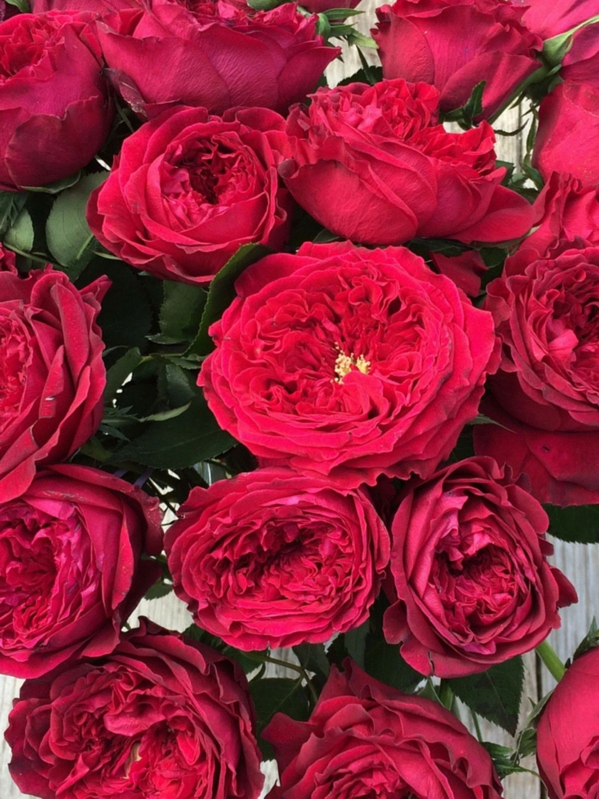 These Are the 10 Best Red Roses to Give on Valentine's Day - valentine's day on thursd - rose tess by david austin bundle