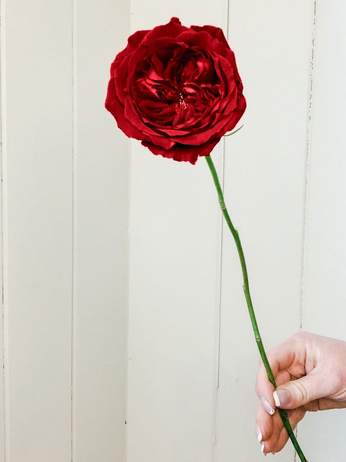 Valentines roses: Rose 'Tess' by David Austin